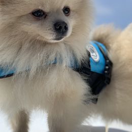 Pomeranians from Real Puppies of Beverly Hills