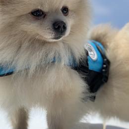 Pomeranians from Real Puppies of Beverly Hills