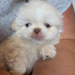 Duke - Biscuit male Pekingese puppy in Winchester, Virginia from Posh Pekingese