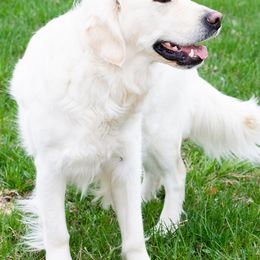 Golden Retrievers from Bethany Hills Goldens