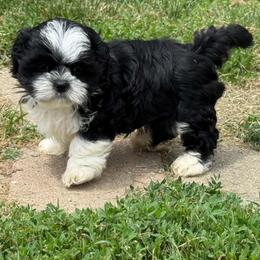 Black male 1 - Black and white male Shih Tzu puppy in Newark, Ohio from Gemini Kennels