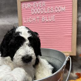 Bernedoodles and Sheepadoodles from Fur-ever Doodles