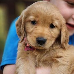 Eden - Dark golden Golden Retriever puppy in Lebanon, Oregon from Soda Springs Kennel