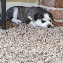 Alaskan Malamute and Siberian Husky Puppies from Chocolate Hollow Farms