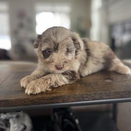 Bell - Brown merle female Aussiedoodle puppy in Strasburg, Pennsylvania from Still Water Puppies