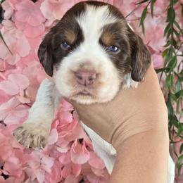 Girl 1 Apple - Liver white and tan female English Springer Spaniel puppy in Saginaw, Michigan from Kemerer Springers