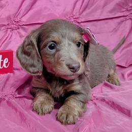 Dachshund Puppies from Goldie Girls Ranch Dachshunds