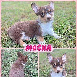 Mocha - Red and white female American Corgi puppy in Fort Worth, Texas from King of Hearts Corgis