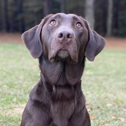Mudd - Labrador Retriever