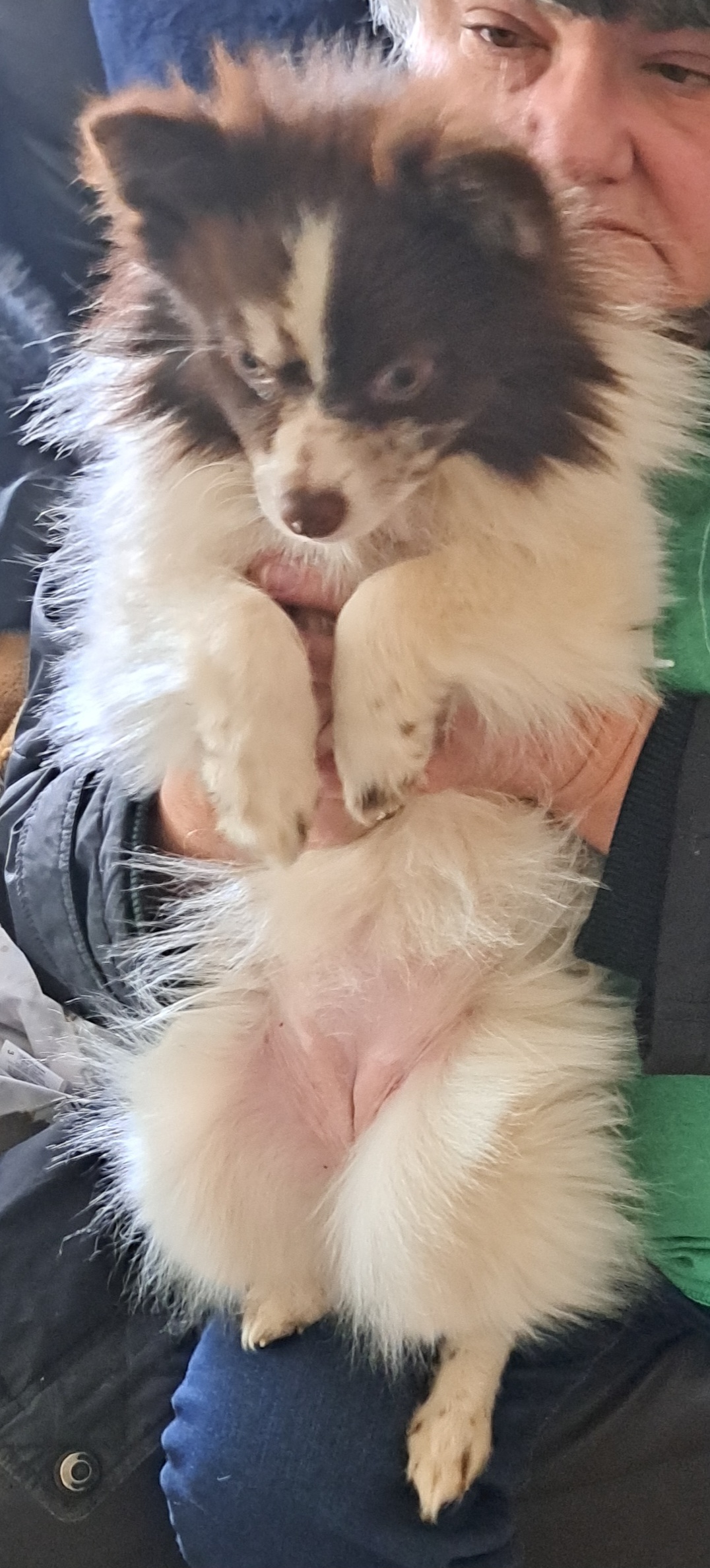 Dove - Pomeranian