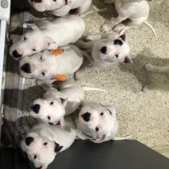 Dogo Argentino and Greyhound Puppies from Wayward Dogos and Hounds