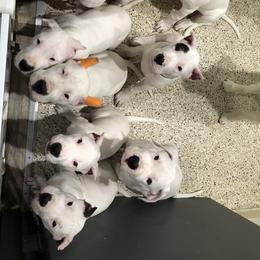 Dogo Argentino and Greyhound Puppies from Wayward Dogos and Hounds