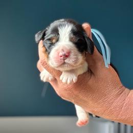 Lore - Black white and tan female English Springer Spaniel puppy in Tupalo, Mississippi from Butterfield Trail Farm