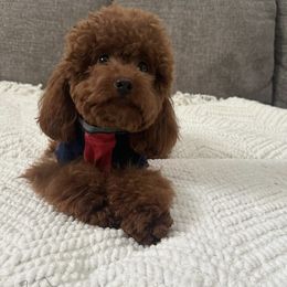 Simba - Poodle
