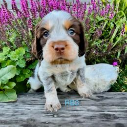 RB3 - Tri-Roan male English Springer Spaniel puppy in Britton, South Dakota from K&S Canines