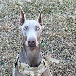 Doberman Pinschers from New Best Friend