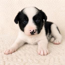 Birdie - Female - Black and white female Border Collie puppy in Avery, Texas from Willa Creek Border Collies