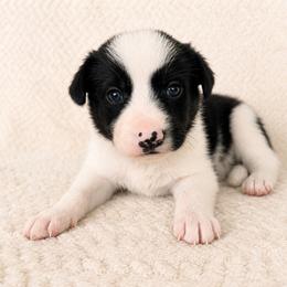 Birdie - Female - Black and white female Border Collie puppy in Avery, Texas from Willa Creek Border Collies