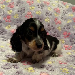 Cow Boy - Piebald male Dachshund puppy in Irving, Texas from DFW Dachshunds by G & S