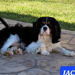 Jackson - Cavalier King Charles Spaniel