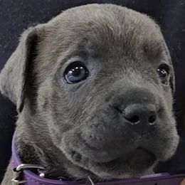 Howler (Purple Collar Girl) - Gray brindle female Cane Corso puppy in Gorman, Texas from McOmber Country Kennels