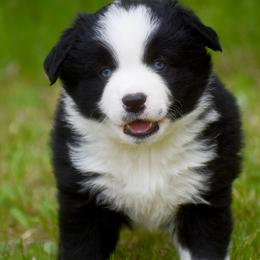 Ox - Black tri male Miniature Australian Shepherd puppy in Akeley, Minnesota from Rustic Original Aussies