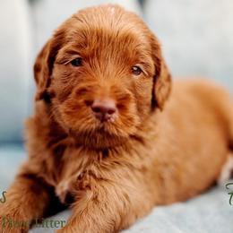 Forge - Red  male Goldendoodle puppy in Athens, Alabama from Brewing Doodles