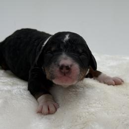 Tricolor Girl 3 - Tri-color female Bernedoodle puppy in Montverde, Florida from Central Florida Bernedoodles