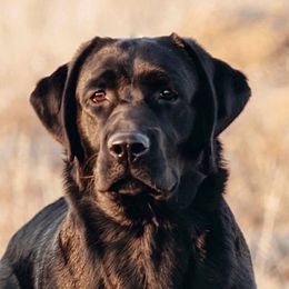 Pepsi - Labrador Retriever