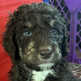 Drax - Red tri-color male Aussiedoodle puppy in Springfield, Missouri from Doodle Dandy Bernedoodles & Aussiedoodles