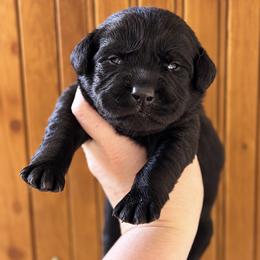 Rocky - Black male Labrador Retriever puppy in Tomahawk, Wisconsin from Mahner Labs