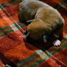 Girl 1 - Fawn female Boxer puppy in Temple, Georgia from B&B Boxers