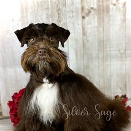 Mocha - Miniature Schnauzer