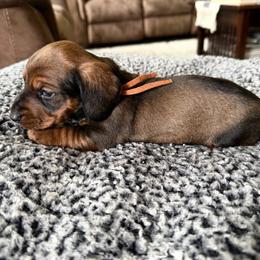 Orange collar - Red male Dachshund puppy in Simms, Montana from Simms Ashuelot Kennel