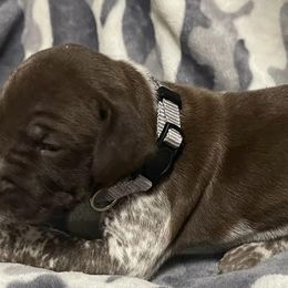 German Shorthaired Pointers from Southern Missouri GSP Puppies