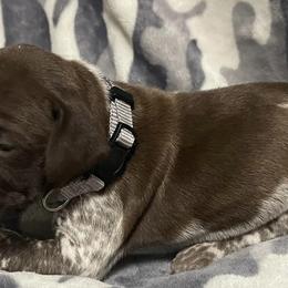 German Shorthaired Pointers from Southern Missouri GSP Puppies