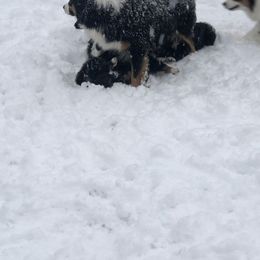 Australian Shepherd and Collie Puppies from Nicara kennel