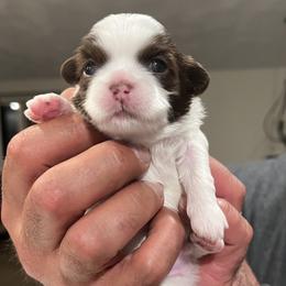Shih Tzu Puppies from Lux Shih Tzu of New England
