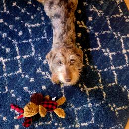 Brynlie - Dachshund