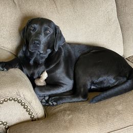 Blue - Dilute Retriever