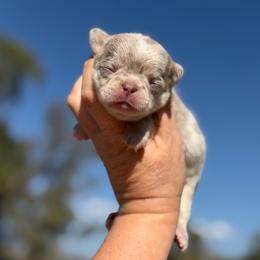 Colby - Merle male Chihuahua puppy in Newport Beach, California from Exotic City Pomeranians and chihuahuas