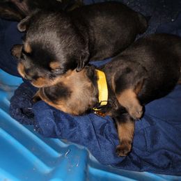 Rottweiler Puppies from Von Haus of Pearl