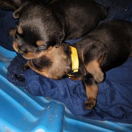 Rottweiler Puppies from Von Haus of Pearl