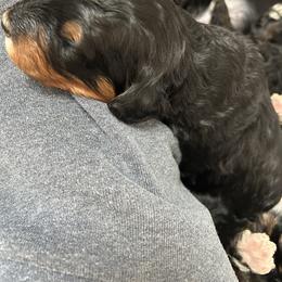 Bernedoodle and Goldendoodle Puppies from Forest Family Doodles