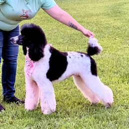 Poodle All Grown Up from Redmond Rose Kennels