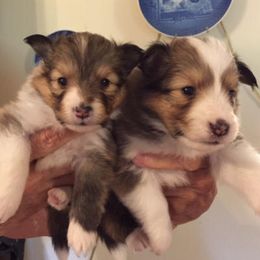 Shetland Sheepdogs from Canidae Shelties