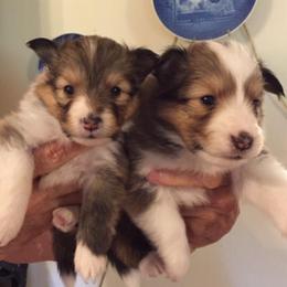 Shetland Sheepdogs from Canidae Shelties
