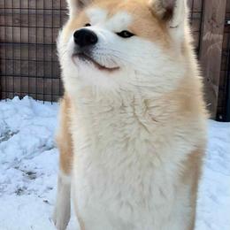 Kinkaku - Japanese Akitainu