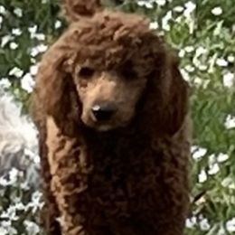 ginger - Poodle