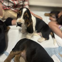 Basset Hound Puppies from Boulder Oak Bassets